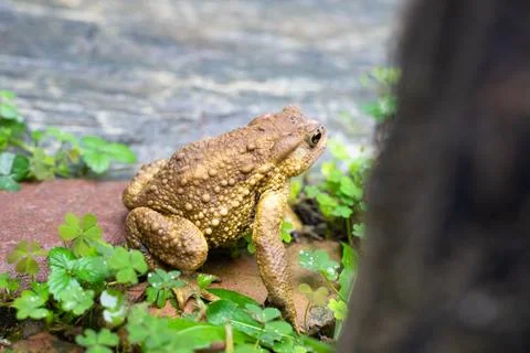 Toad Toad close-up in the grass on the rural ground Stock Photos