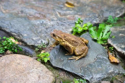 Toad Toad close-up in the grass on the rural ground Stock Photos