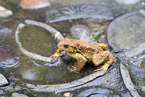 Toad Toad close-up in the grass on the rural ground Stock Photos