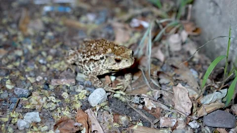 Toad toad crawling on the street at night Stock Footage 205103979