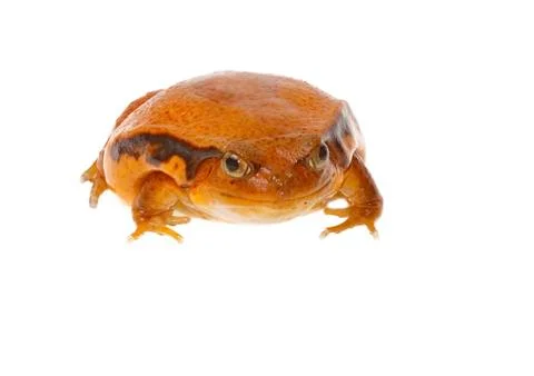 Toad tomato Stock Photos