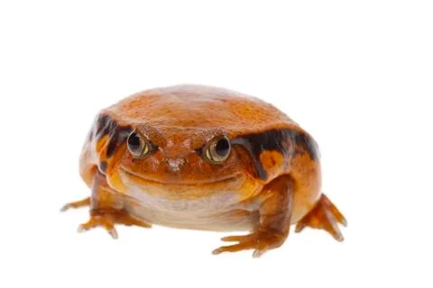 Toad tomato Stock Photos