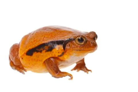 Toad tomato Stock Photos
