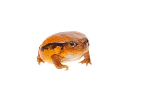 Toad tomato Stock Photos
