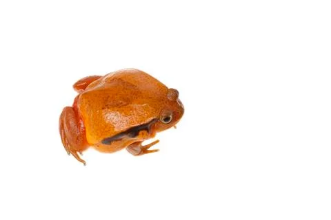 Toad tomato Stock Photos