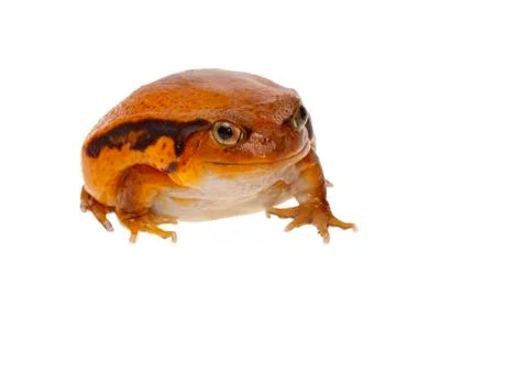 Toad tomato Stock Photos