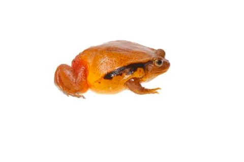 Toad tomato Stock Photos