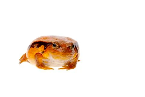 Toad tomato Stock Photos