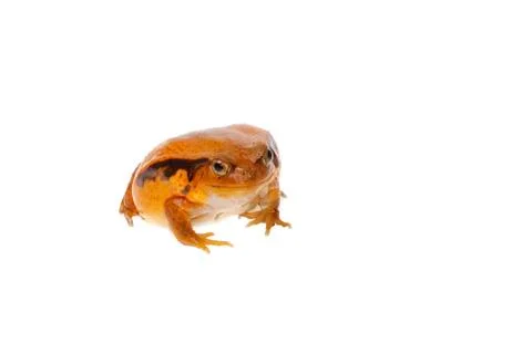Toad tomato Stock Photos
