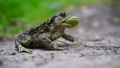 A toad tries to swallow a green caterpillar. Stock Footage 149592332