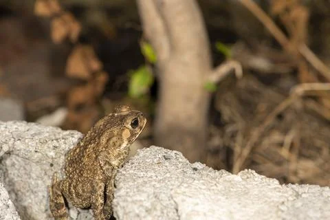 A toad try to climb concrete wall to garden Foto stock