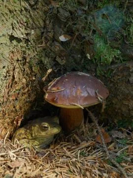 Toad under a Bolete Stock Photos