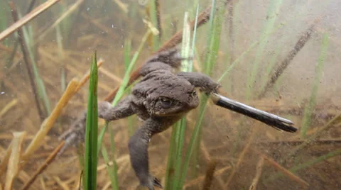 Toad underwater swimming 動画素材 34372977