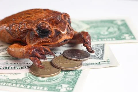 Toad with US Dollar Banknotes and Coins Stock Photos