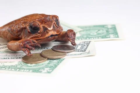 Toad on US Dollar Banknotes and Coins with Copy Space Stock Photos