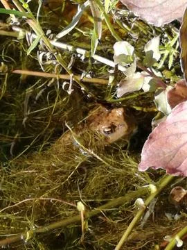 TOAD  visit the garden-lake Stock Photos