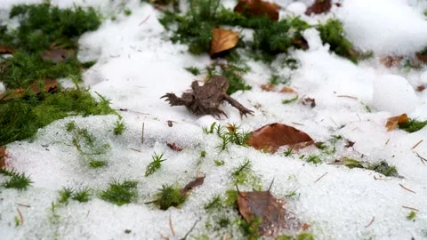 Toad walks in the snow Video stock 149678961