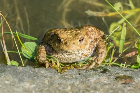 Toad at the water edge Stock Photos