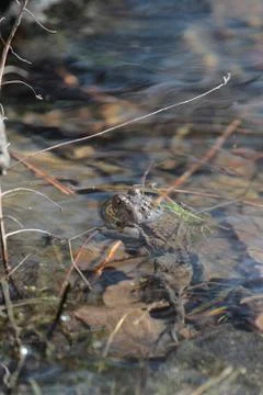 Toad in the water Stock Photos