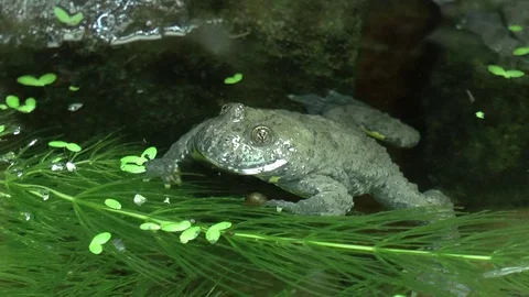 Toad in a Water Pool Stock Footage 77213624