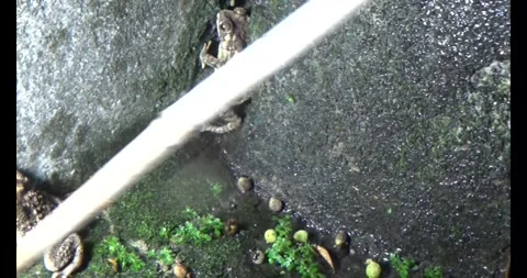 Toad on a wet yard Stockbeeldmateriaal 310877786