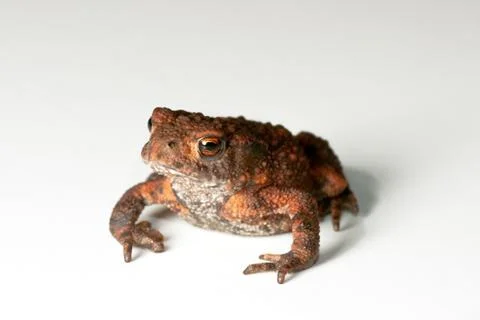 Toad on white background Stock Photos