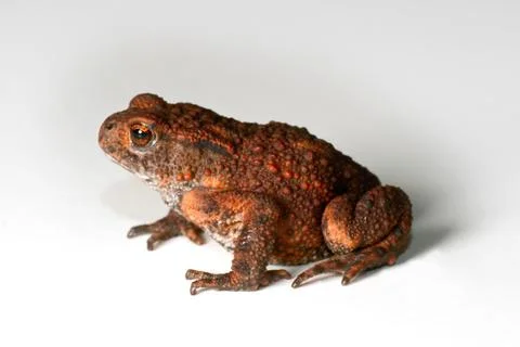 Toad on white background Stock Photos
