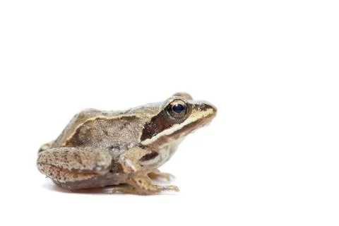 Toad on a white background Stock Photos