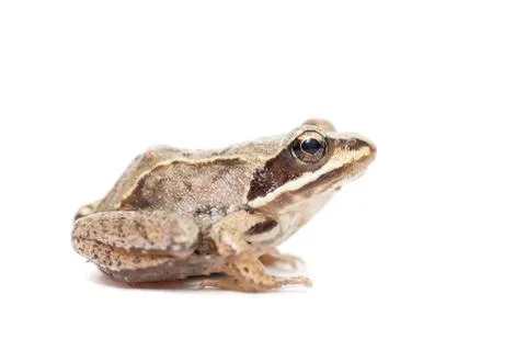 Toad on a white background.. Stock Photos