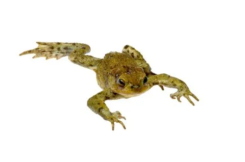 Toad on a white Stock Photos