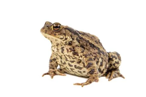 Toad on white Stock Photos