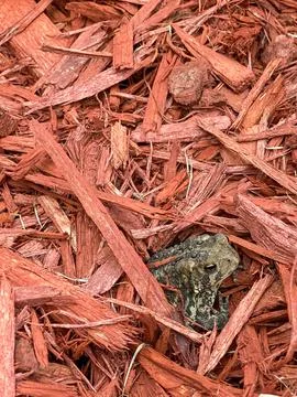 Toad in the wood chips Stock Photos
