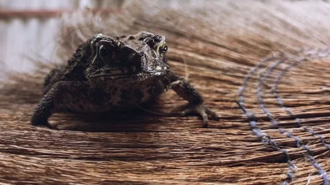 Toad2 Stock Footage 344703206