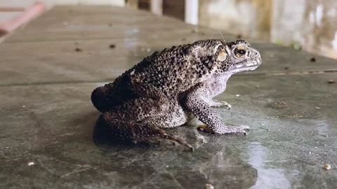 Toad3 Vídeos de archivo 344703205