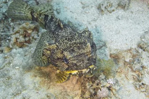 Toadfish 100 meters+. Stock Photos
