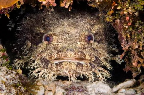 Toadfish Stock Photos