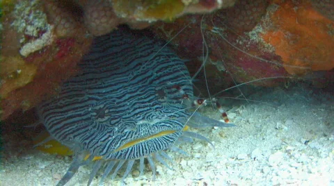 Toadfish with shrimp 1 Stock Footage 640401