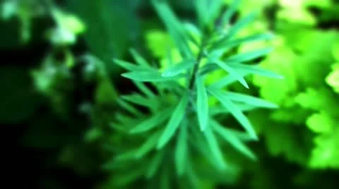 Toadflax plant spikes Stock Footage 10824437