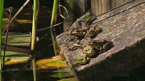 Toad/frog on moss covered stone Vídeo Stock 412989