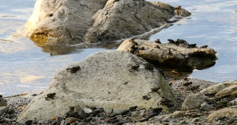 Toadlets hop and walk along the rocks on a lake shore.  Western Toad. Stock Footage 120661413