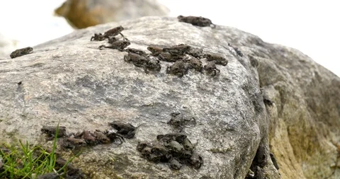 Toadlets migrating as they crawl around on a rock at the edge of a lake. Video stock 120661466