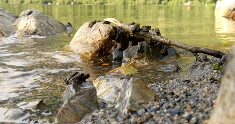 Toadlets resting on the lake shore as the Western toad migration continues. Stock Footage 120661252