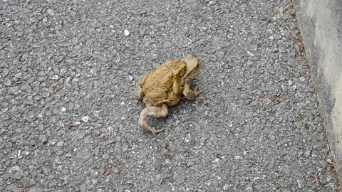 Toads and frogs jump on the road Stock Footage 128317979