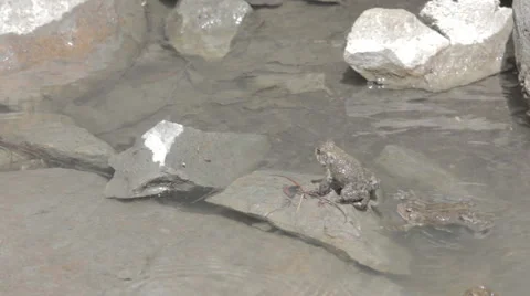 Toads attacking each other Stock Footage 39980343