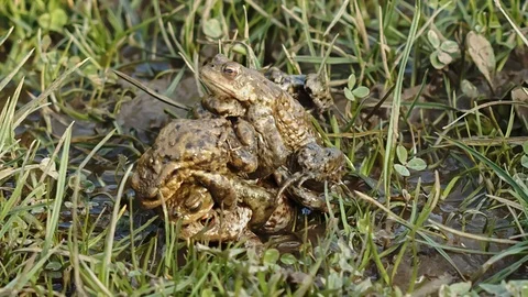 Toads  in breading season Stock Footage 113334210