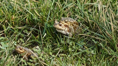 Toads in breading season Stock Footage 113334293