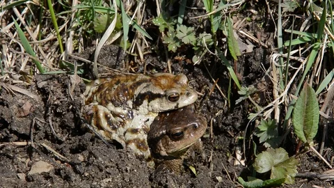 Toads (Bufo gargarizans) Stock Footage 104244593