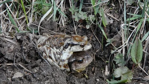 Toads (Bufo gargarizans) Stock Footage 104702476