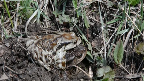 Toads (Bufo gargarizans) Stock Footage 104990780