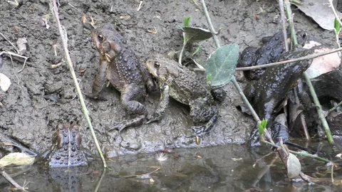 Toads calling mating on river bank Stock Footage 114582545